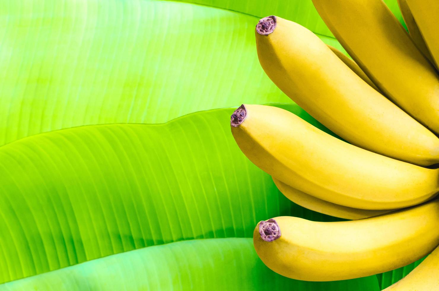 bananfrukter på gröna bananbladbakgrund. foto