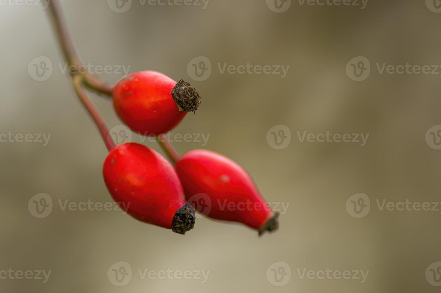en gren med röda nypon foto