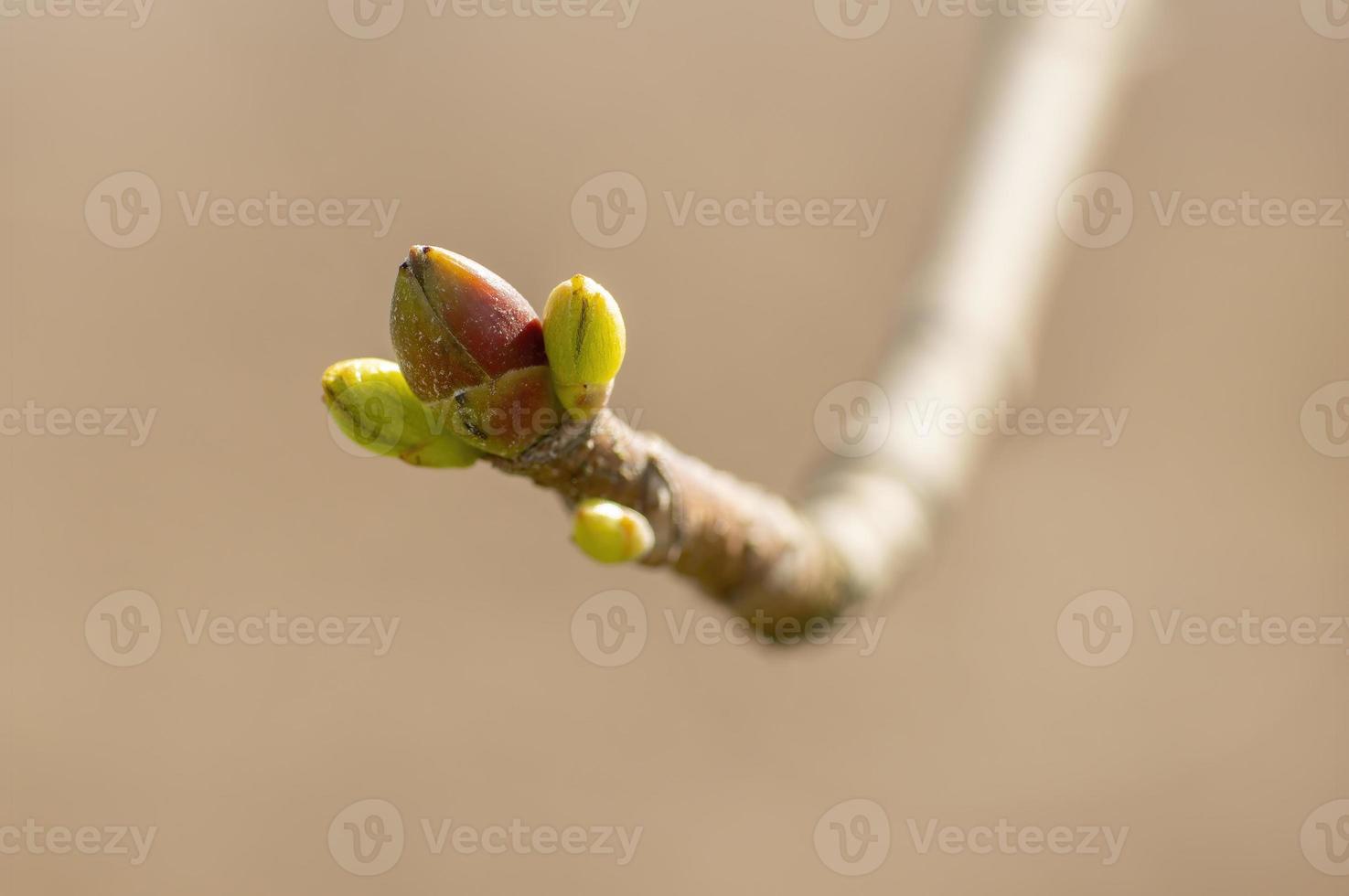 många färska knoppar på en gren foto