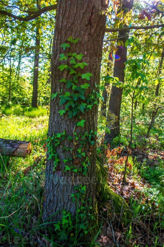 en gren med gröna murgröna blad i skogen foto