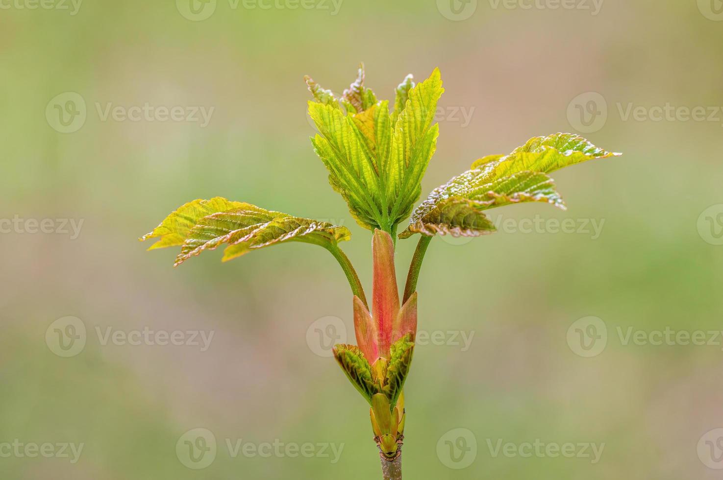 många färska knoppar på en gren foto