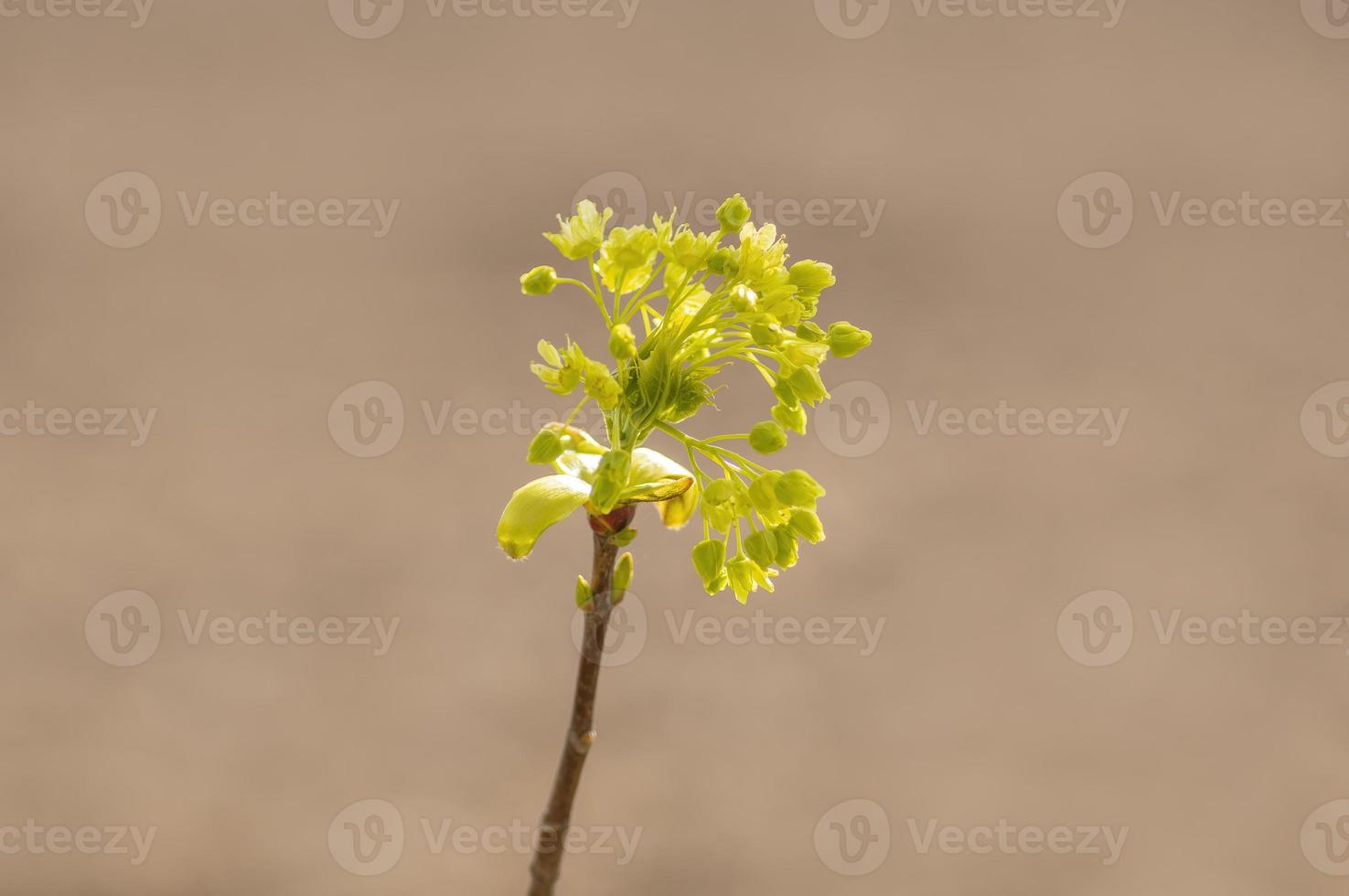 många blommor på en gren av ett lönnträd foto