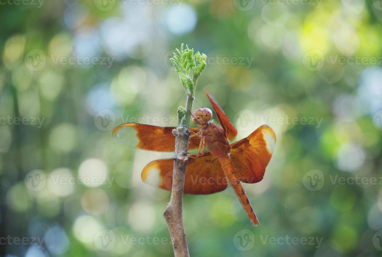 röd trollslända eller anisoptera uppflugen på trädtoppen med natur bokeh bakgrund, natur oskärpa bakgrund. foto