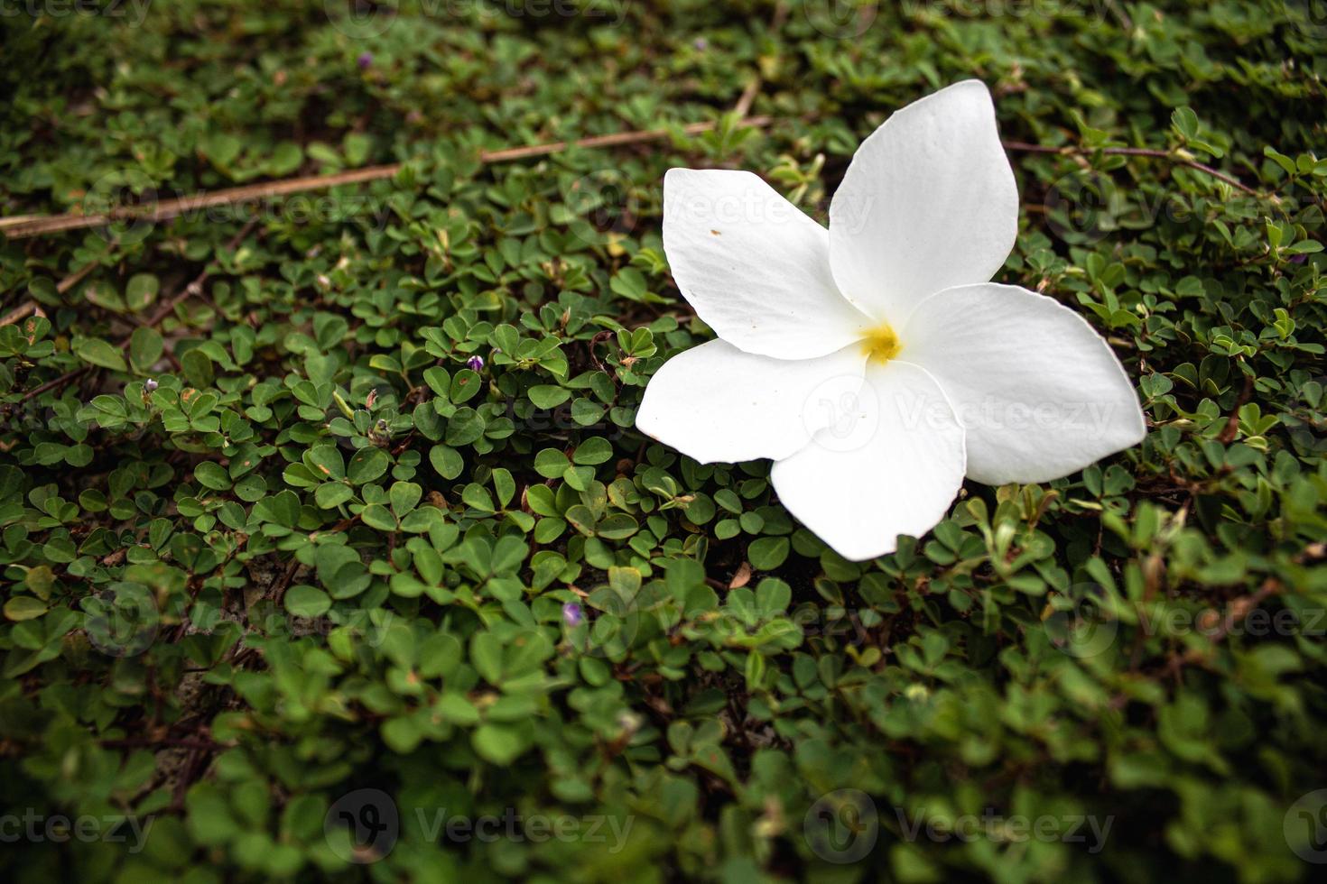 vita blommor i bakgrunden av små gröna blad foto