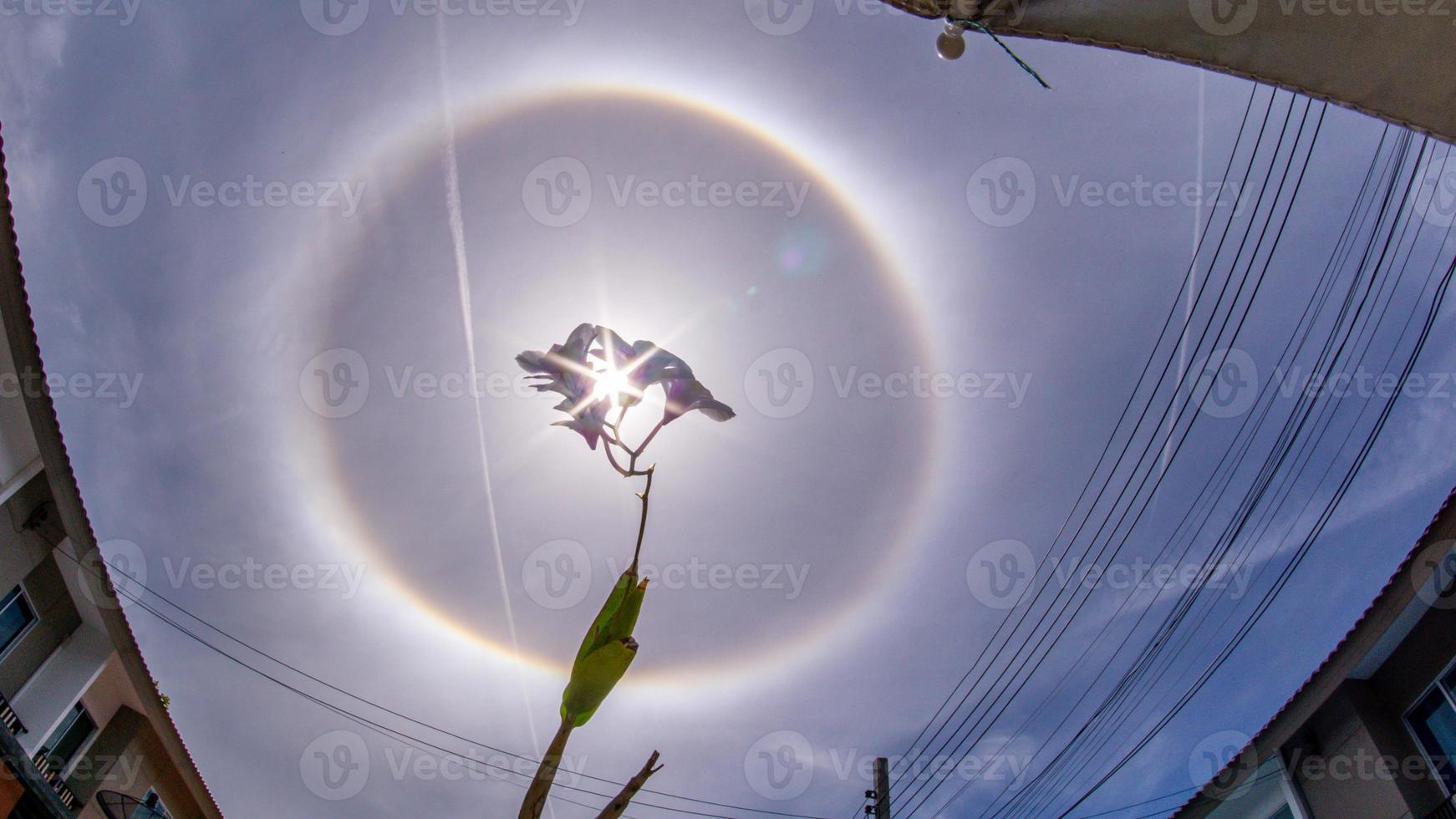 natur sol halo i trädgården foto