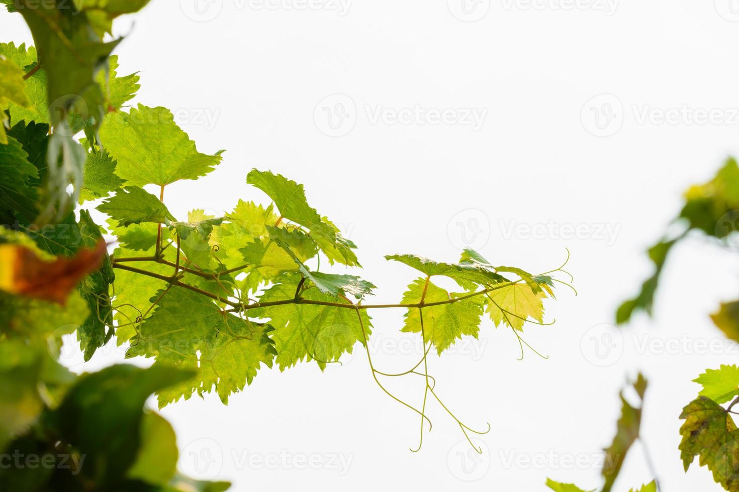 vinstockar lövverk och gren isolerad på vit bakgrund foto