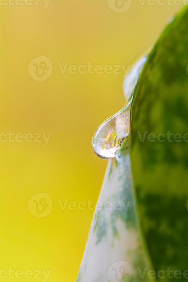 droppa vatten på gröna blad foto