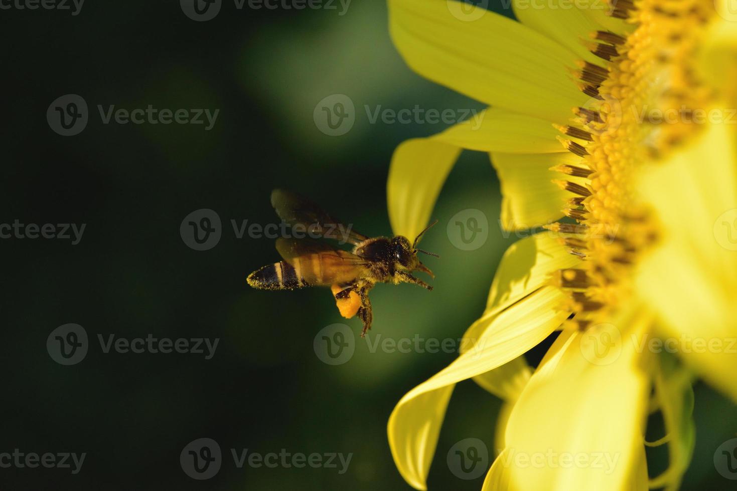 ett bi som flyger till den vackra blomman foto