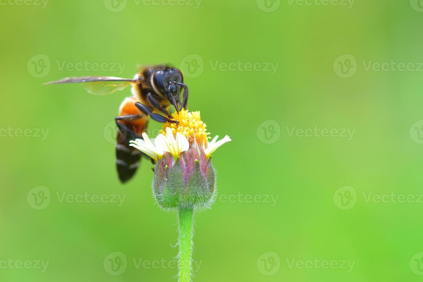 ett bi uppflugen på den vackra blomman foto