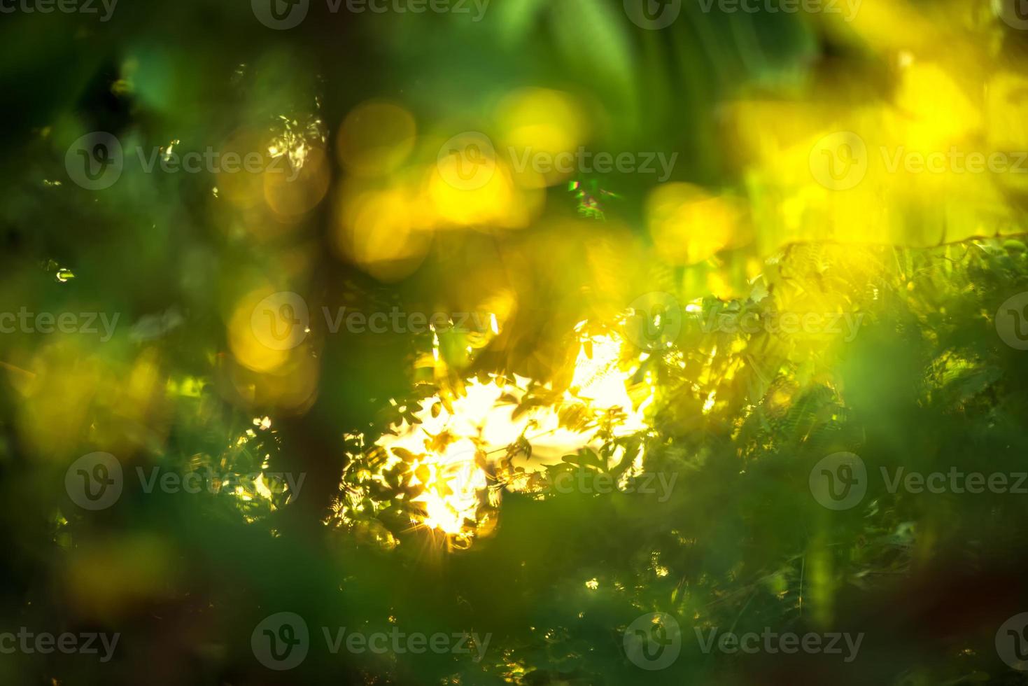 vackra naturliga gröna blad med solnedgång och abstrakt oskärpa bokeh ljus bakgrund foto