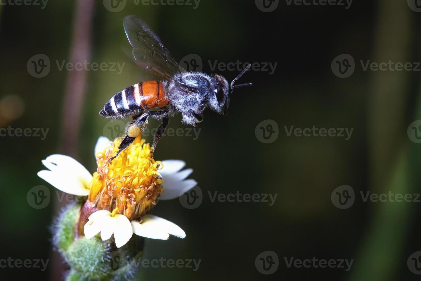 ett bi som flyger till den vackra blomman foto