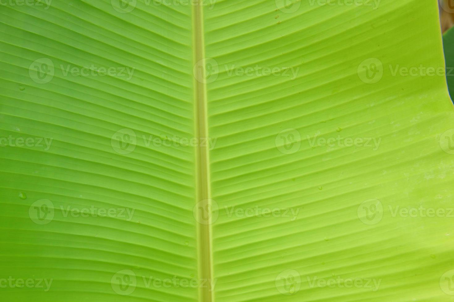gröna bananblad med textur bakgrund foto
