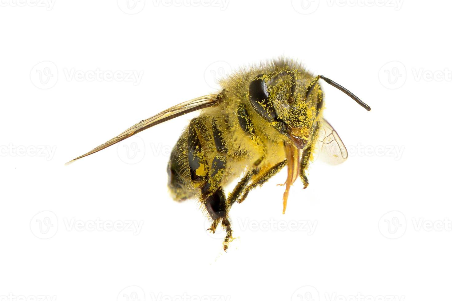 ett bi isolerat på den vita bakgrunden foto