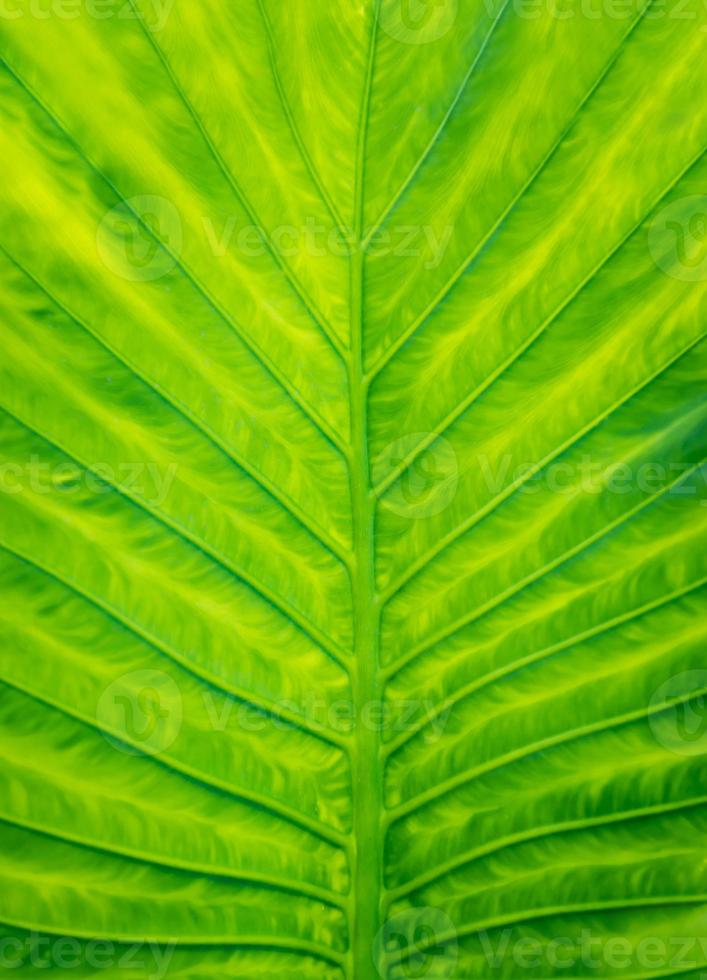 närbild vackra naturliga gröna blad llight bakgrund foto