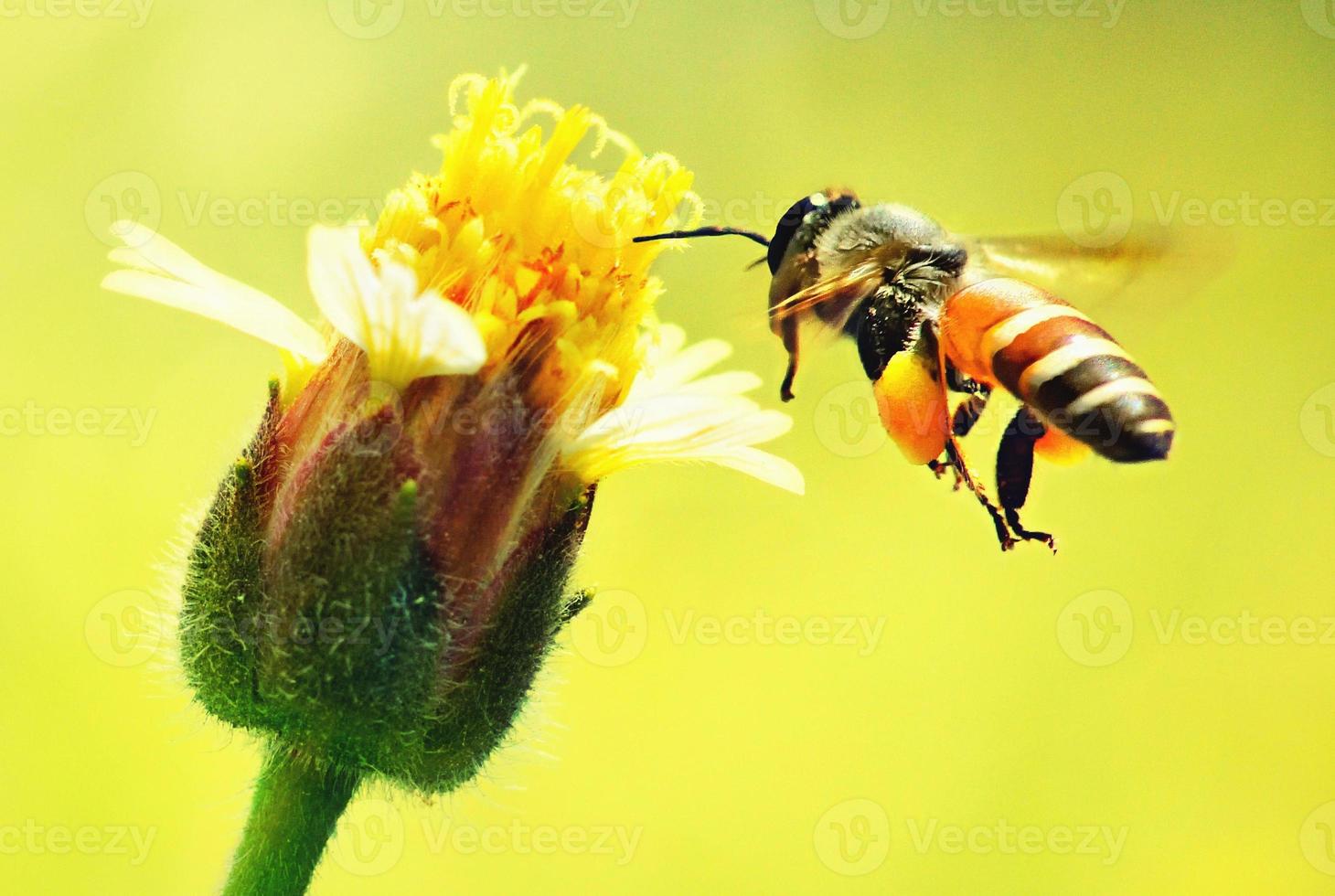 ett bi som flyger till den vackra blomman foto