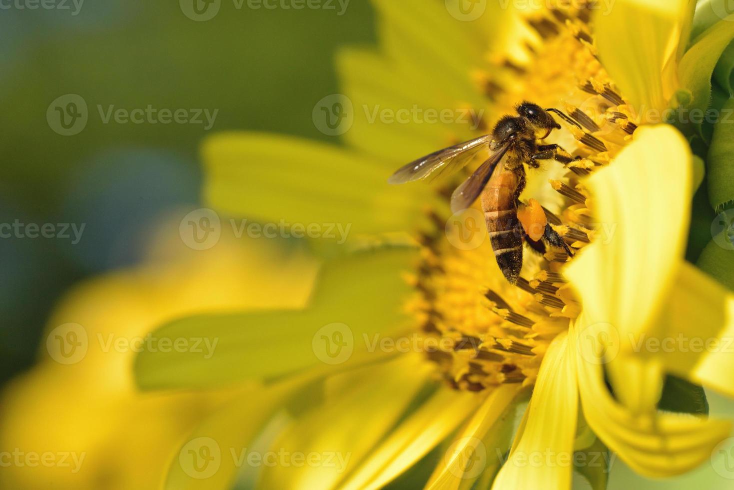 ett bi uppflugen på den vackra blomman foto