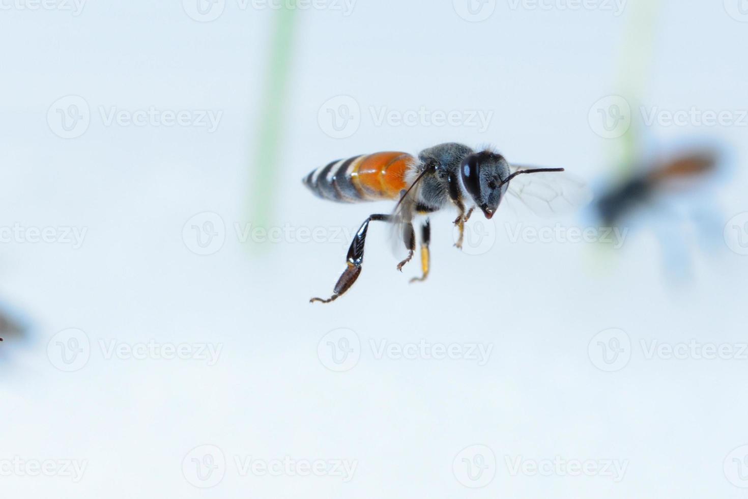 ett bi som flyger isolerad på vit bakgrund foto