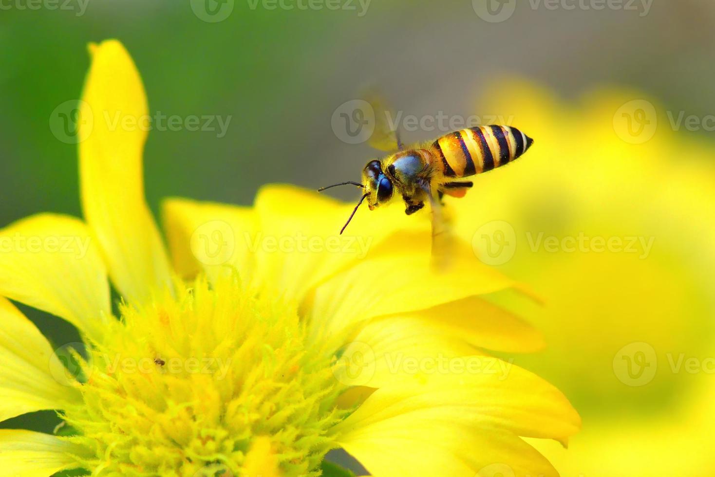 ett bi som flyger till den vackra blomman foto