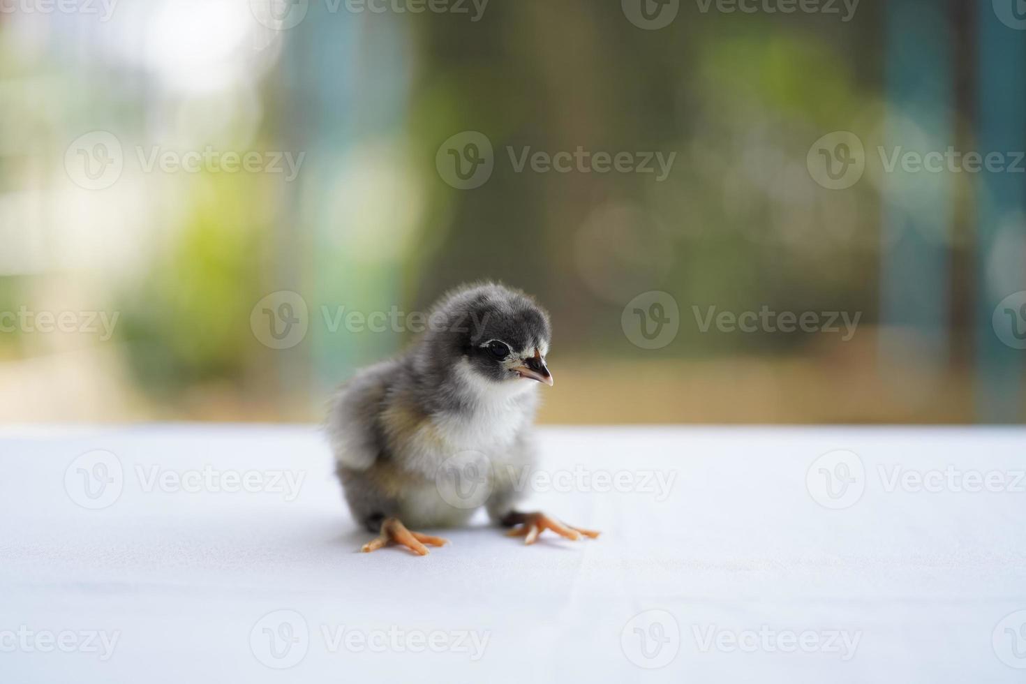 svart baby australorp brud sitter på vitt tyg täcker bordet med bokeh och suddig trädgård på ett utomhusfält foto