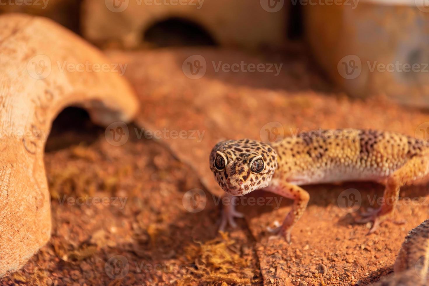 gecko i ett terrarium närbild foto