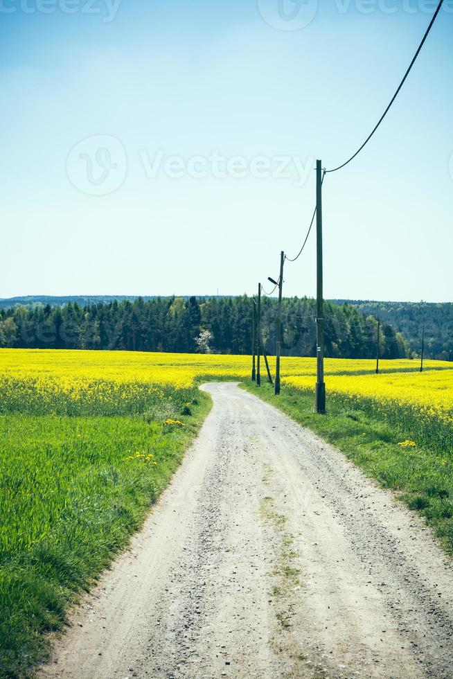 grusväg på sommaren foto