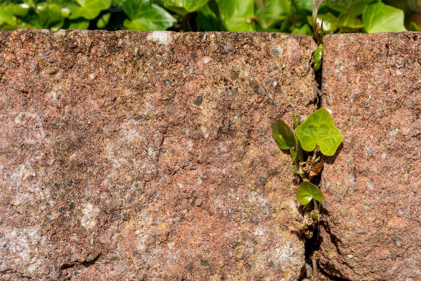 nya unga gröna blad växer mellan tegelstenar foto