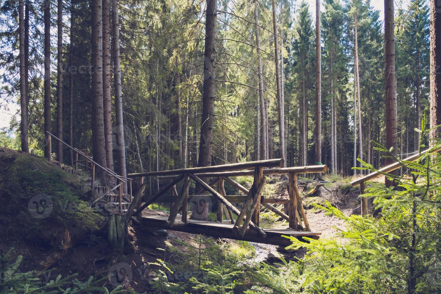 träbro i en skog foto