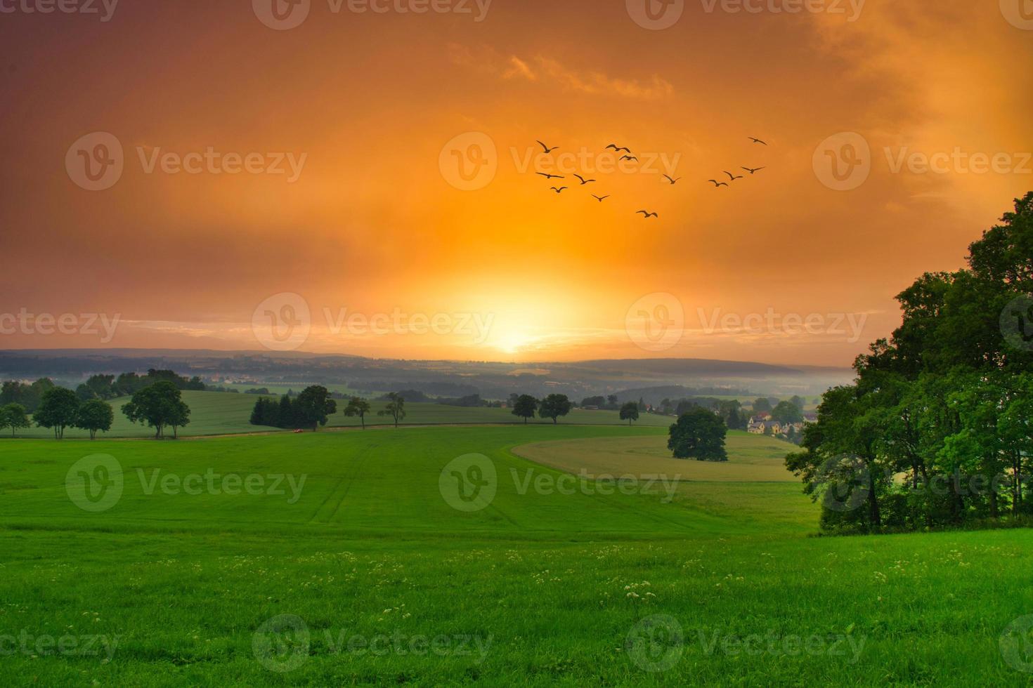 fåglar som flyger över ett grönt fält vid solnedgången foto