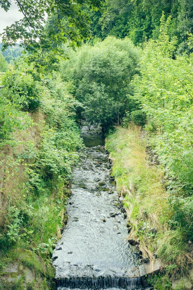 bäck i naturen foto