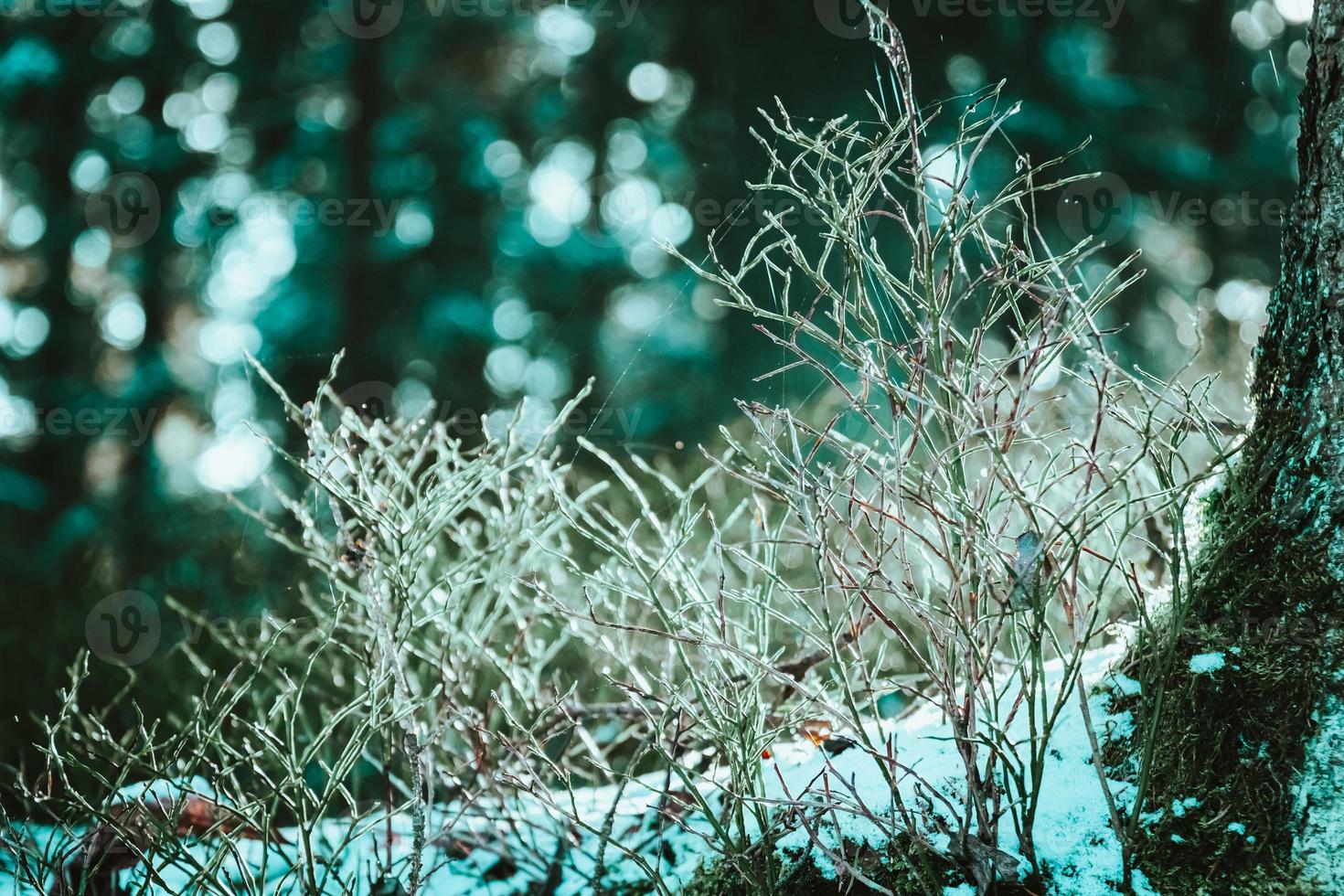 blåaktig närbild på kala låga buskar på vintern foto