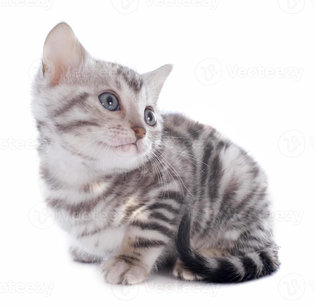 Bengal kattunge foto