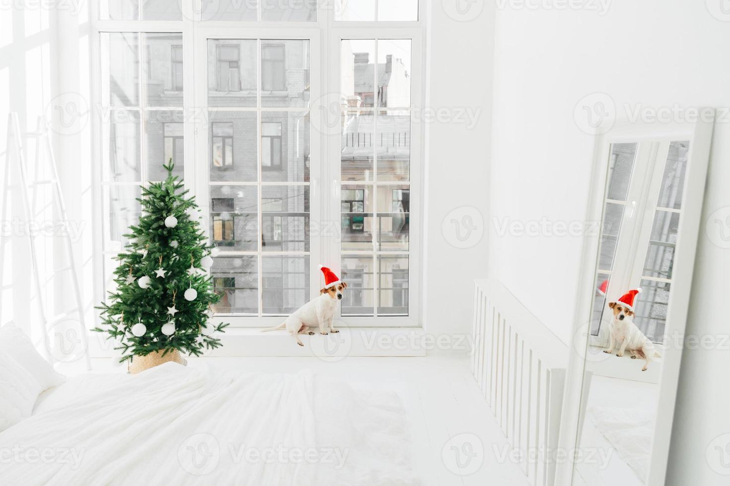 julstämning, modern lägenhet och djur. mysigt sovrum med dekorerat nyårsträd i vita toner, valp nära fönstret. horisontellt skott foto