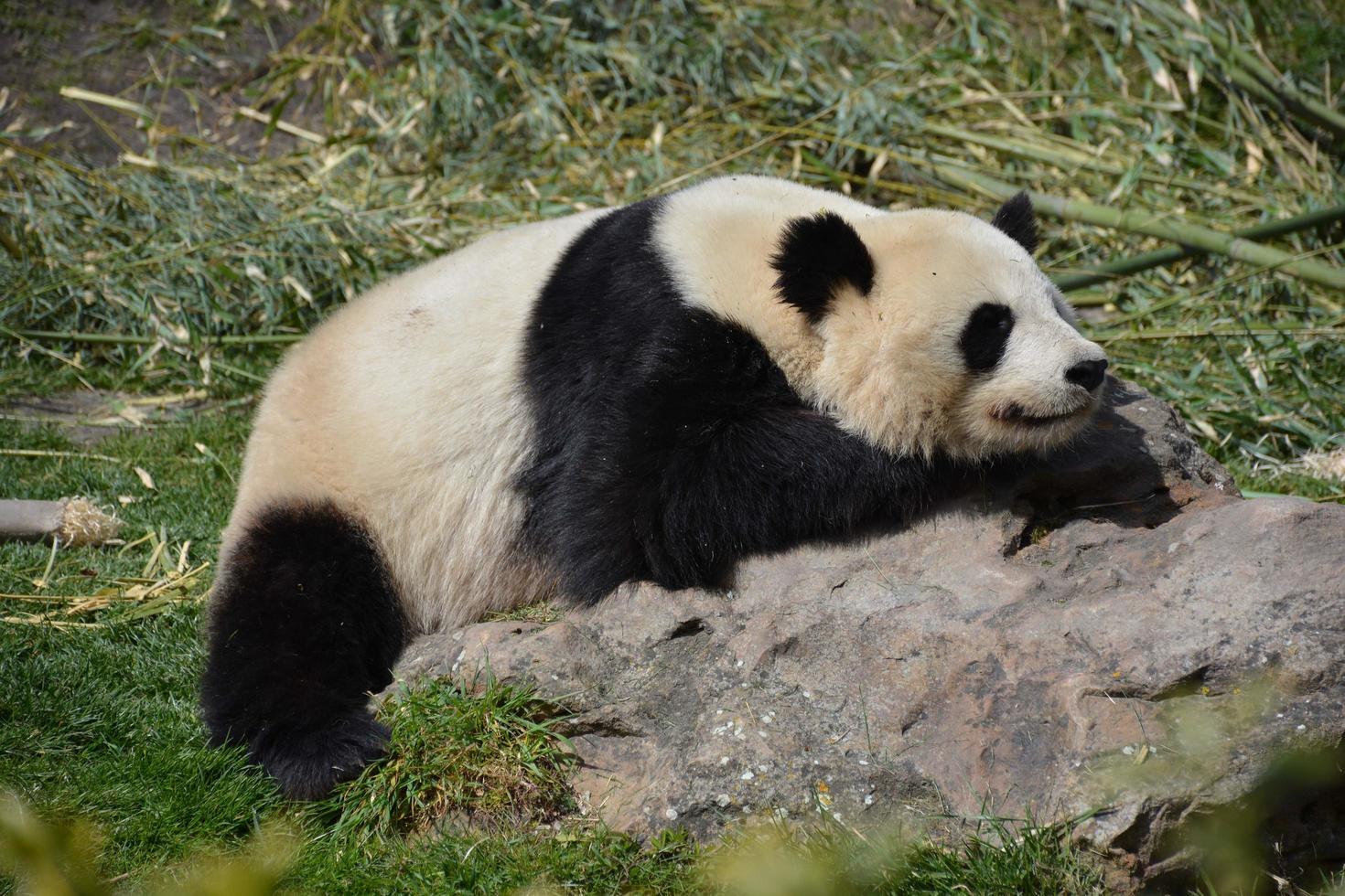 panda på en sten foto