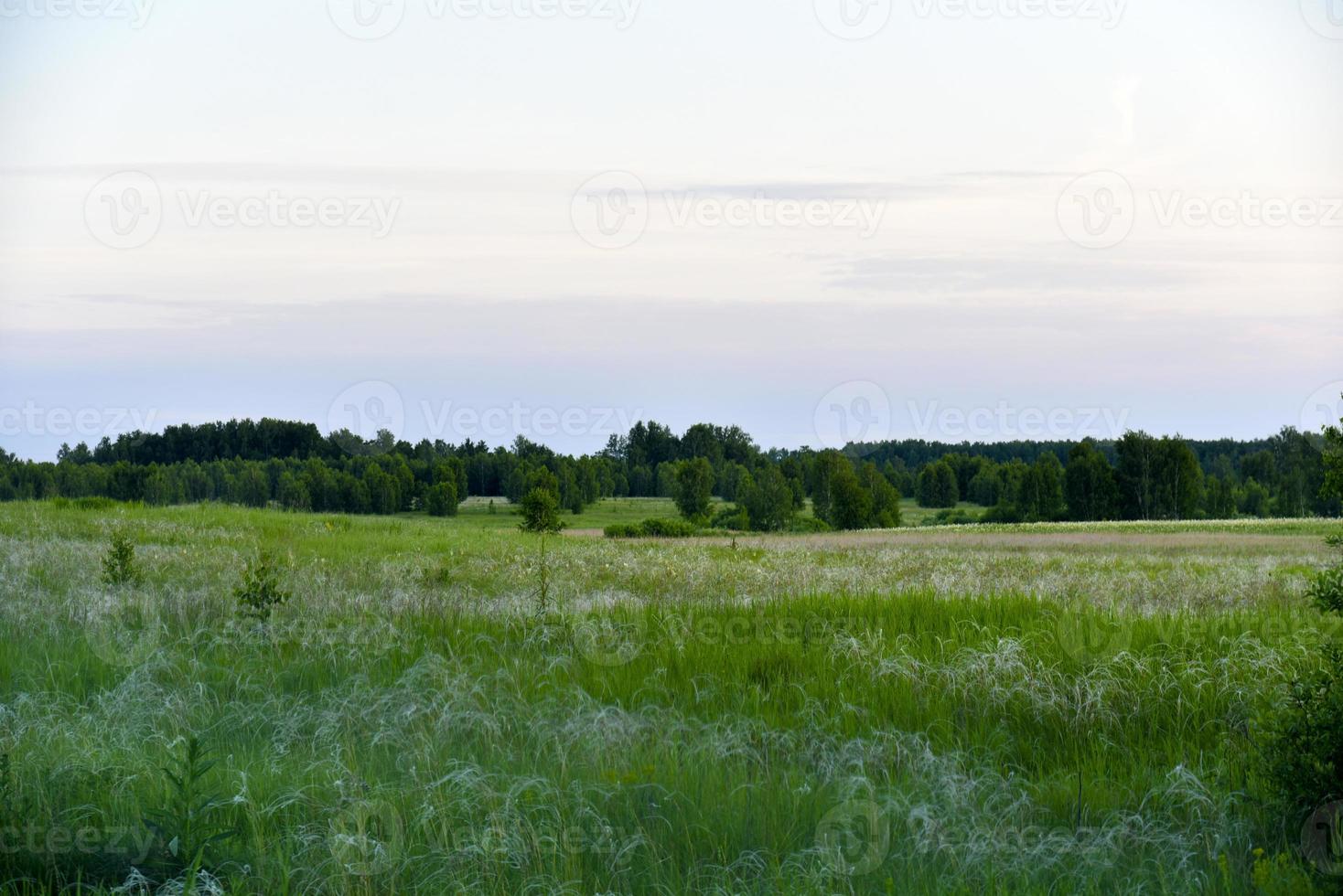 sommar skogslandskap på kvällen med gräs och himmel. foto
