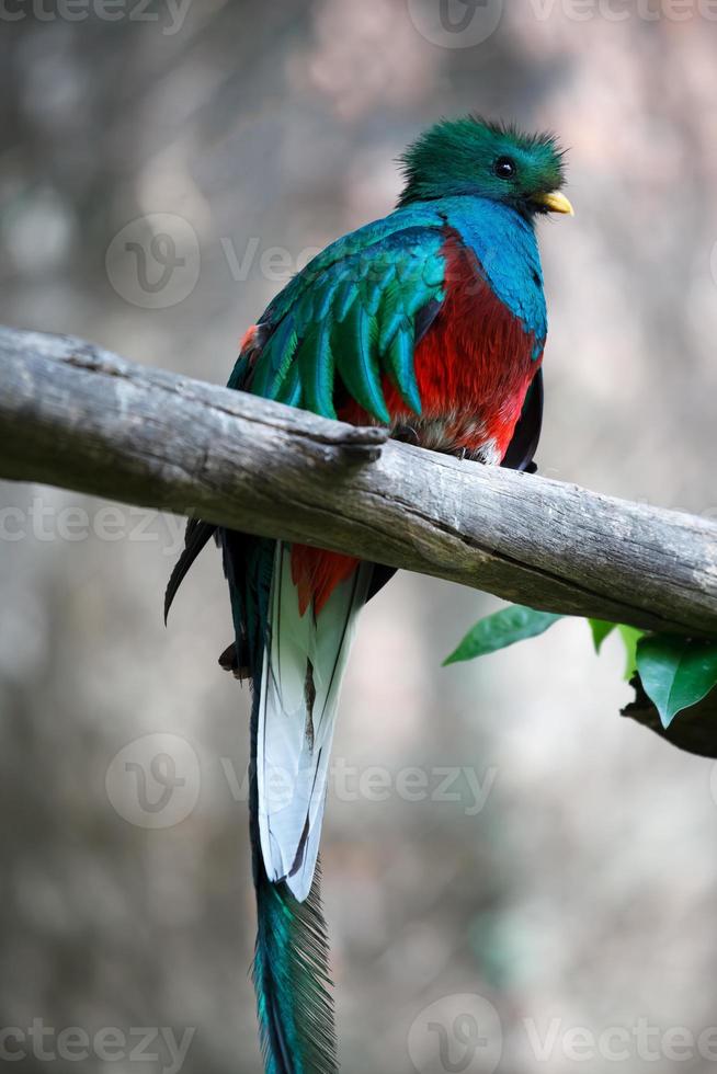 en sällsynt quetzal rödbröst fågel foto