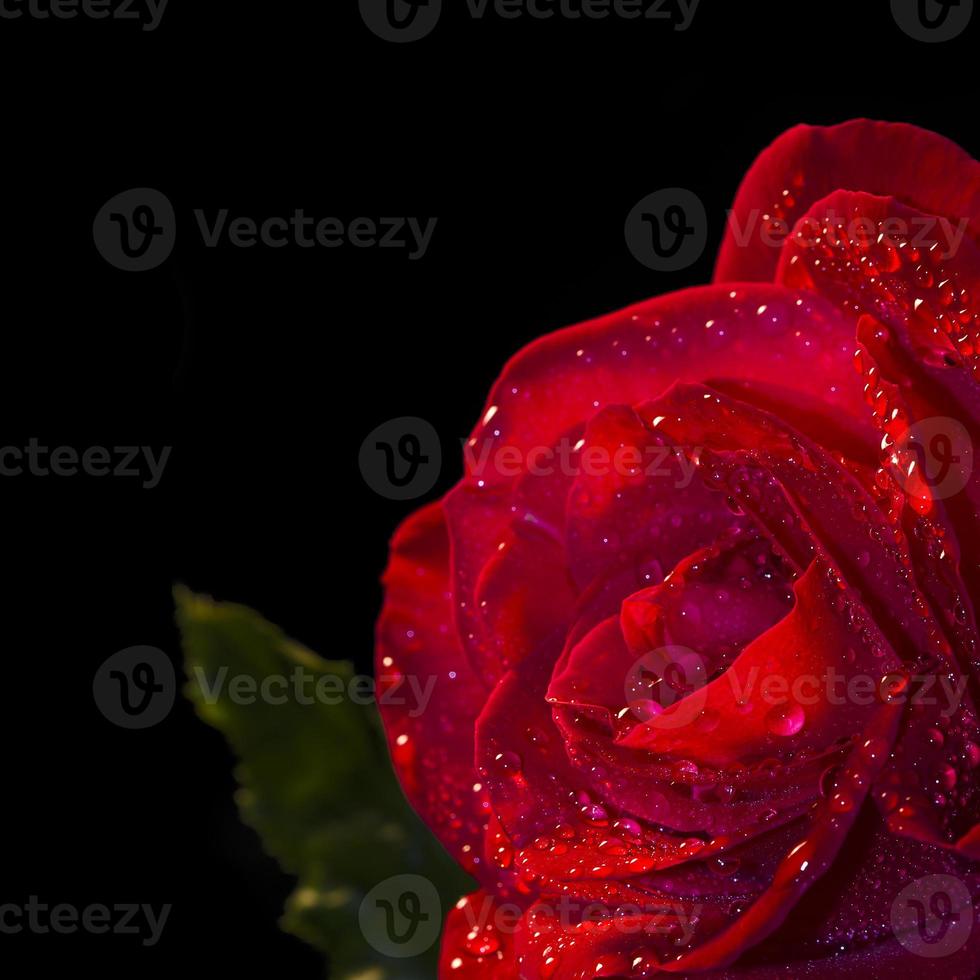 röd rosblomma med dagg i svart bakgrund foto