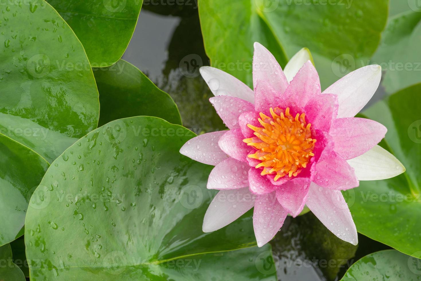 Lotus blomma foto