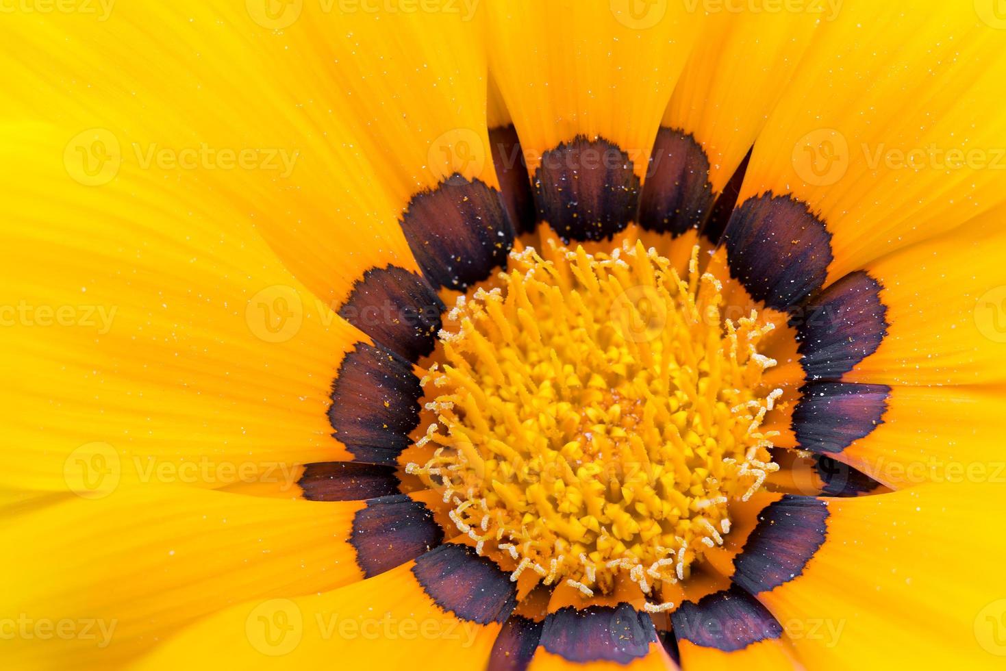 gul blomma foto