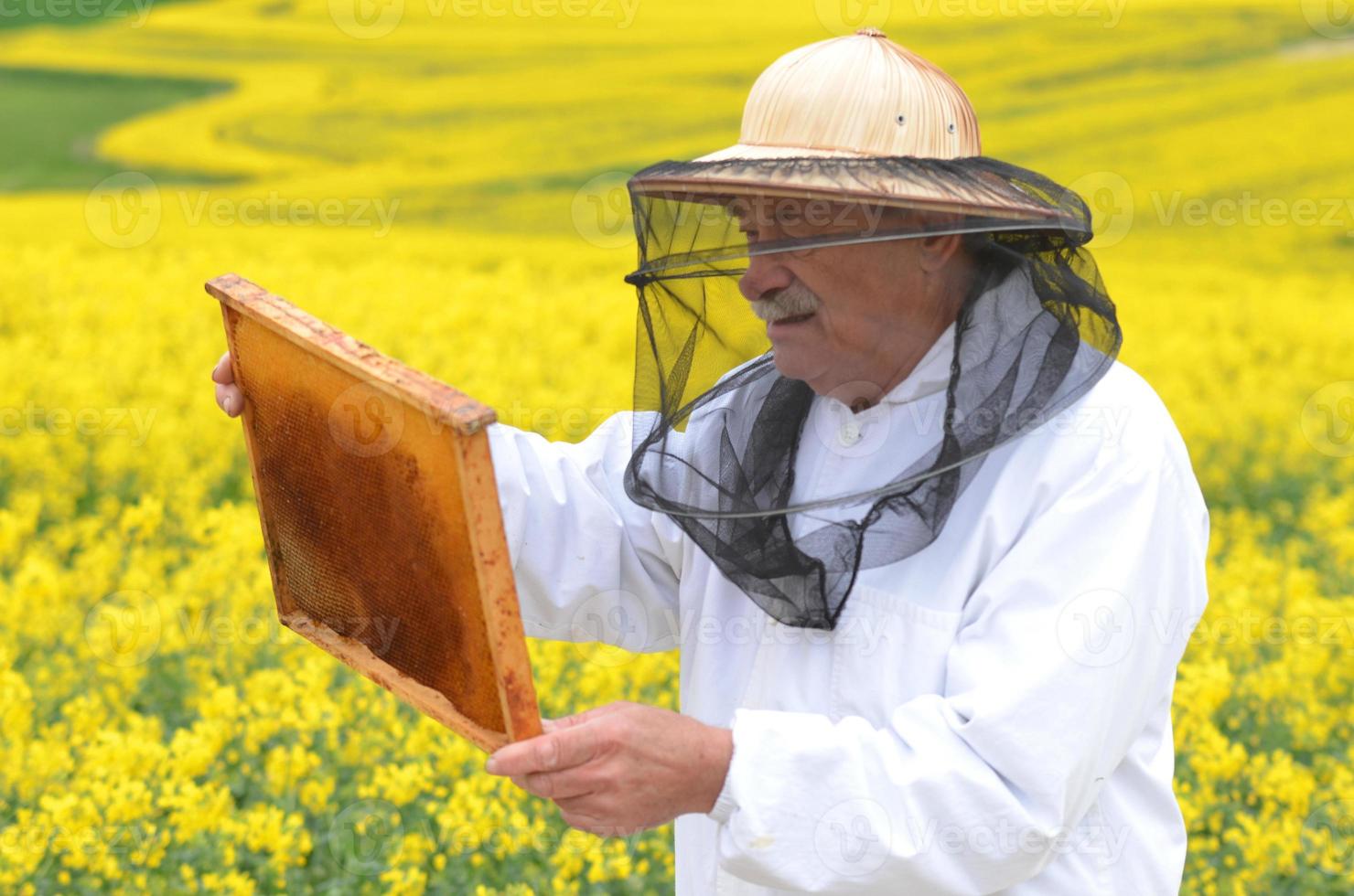 erfaren senior apiarist som arbetar i det blommande rapsfältet foto