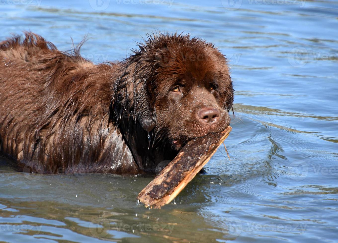 mycket söt brun newfoundlandshund med en stor pinne foto