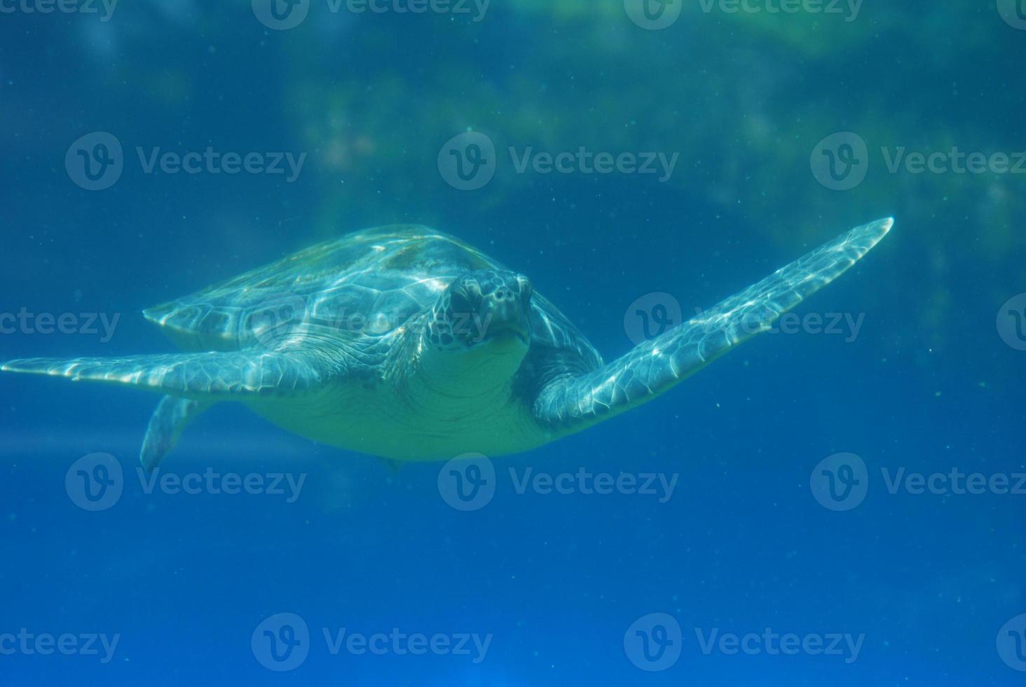 havssköldpadda simmar längs under vattnet foto