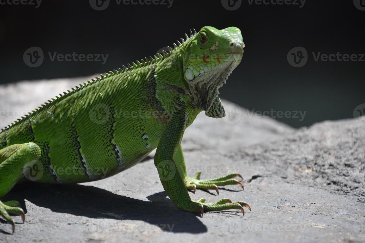 tittar in i ansiktet på en grön leguan foto