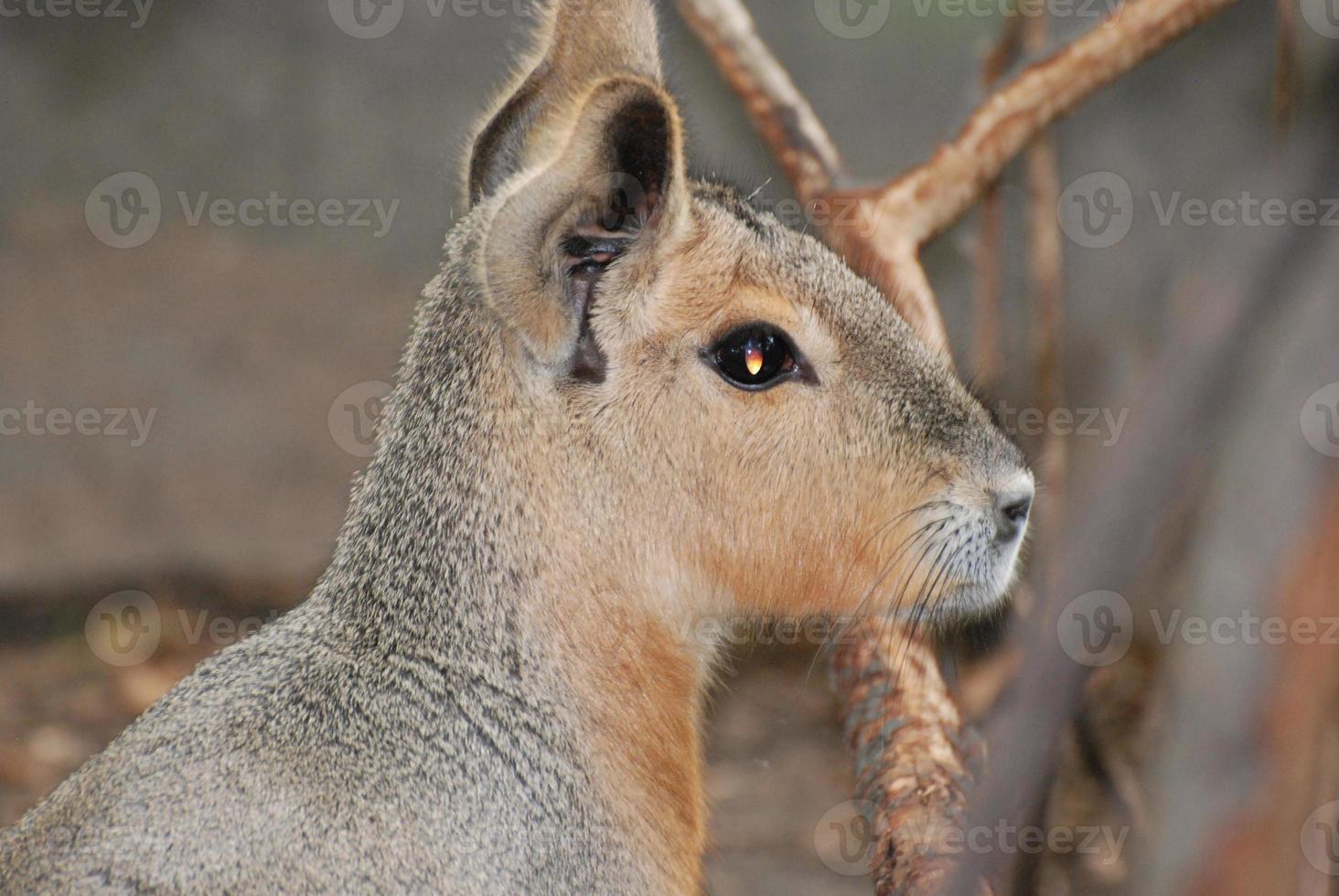 vacker capybara-profil på nära håll foto