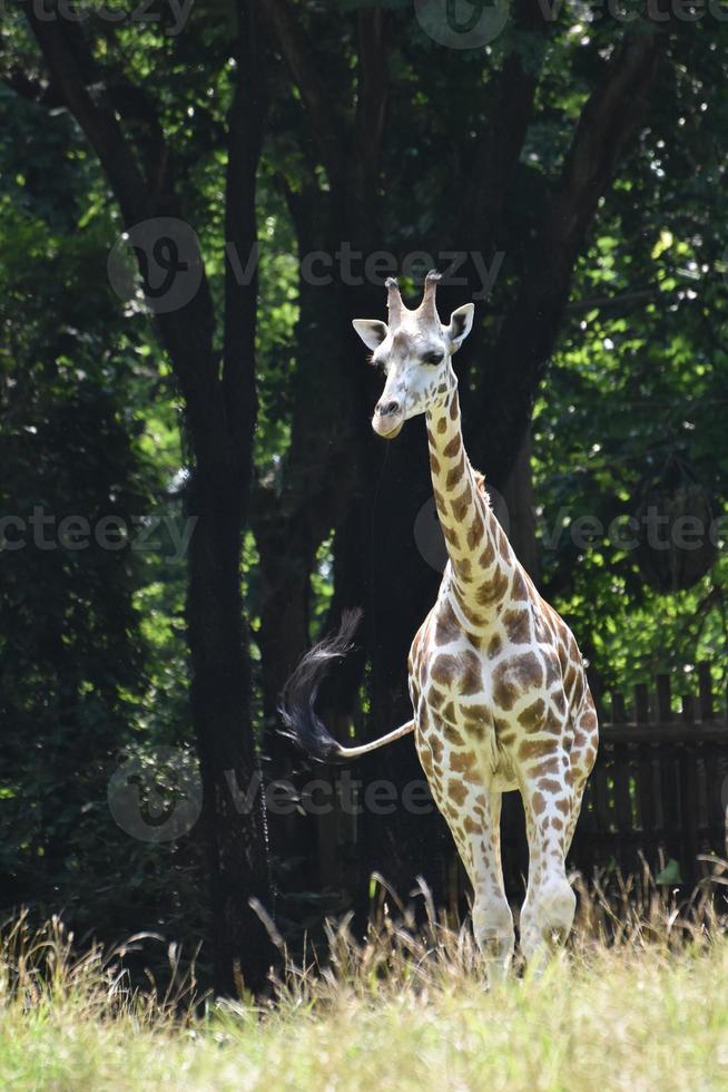 riktigt värdefull baby giraff nästan fullvuxen foto