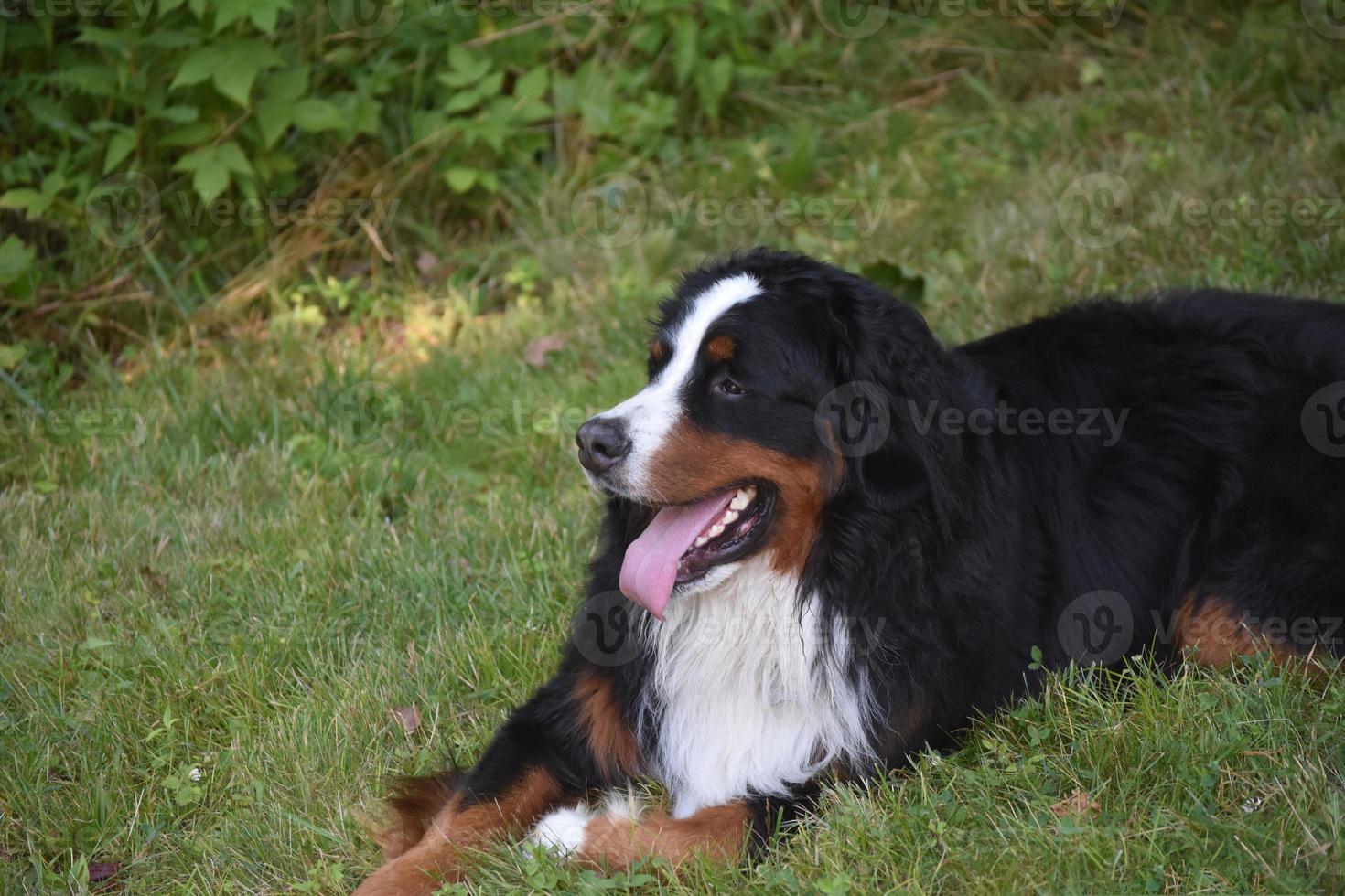 Bernerbergshund vilar på en gård foto