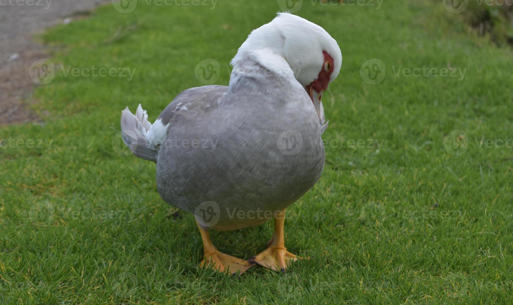 sovande grå och vit anka med huvudet böjt nedåt foto