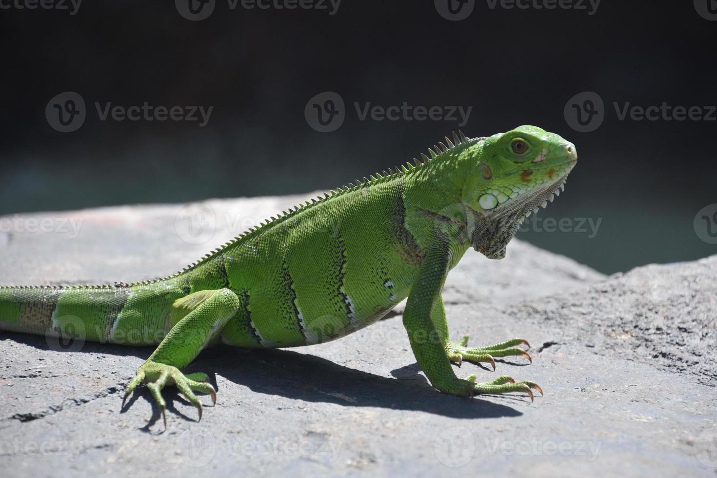 grön leguan med långa klor på en sten foto