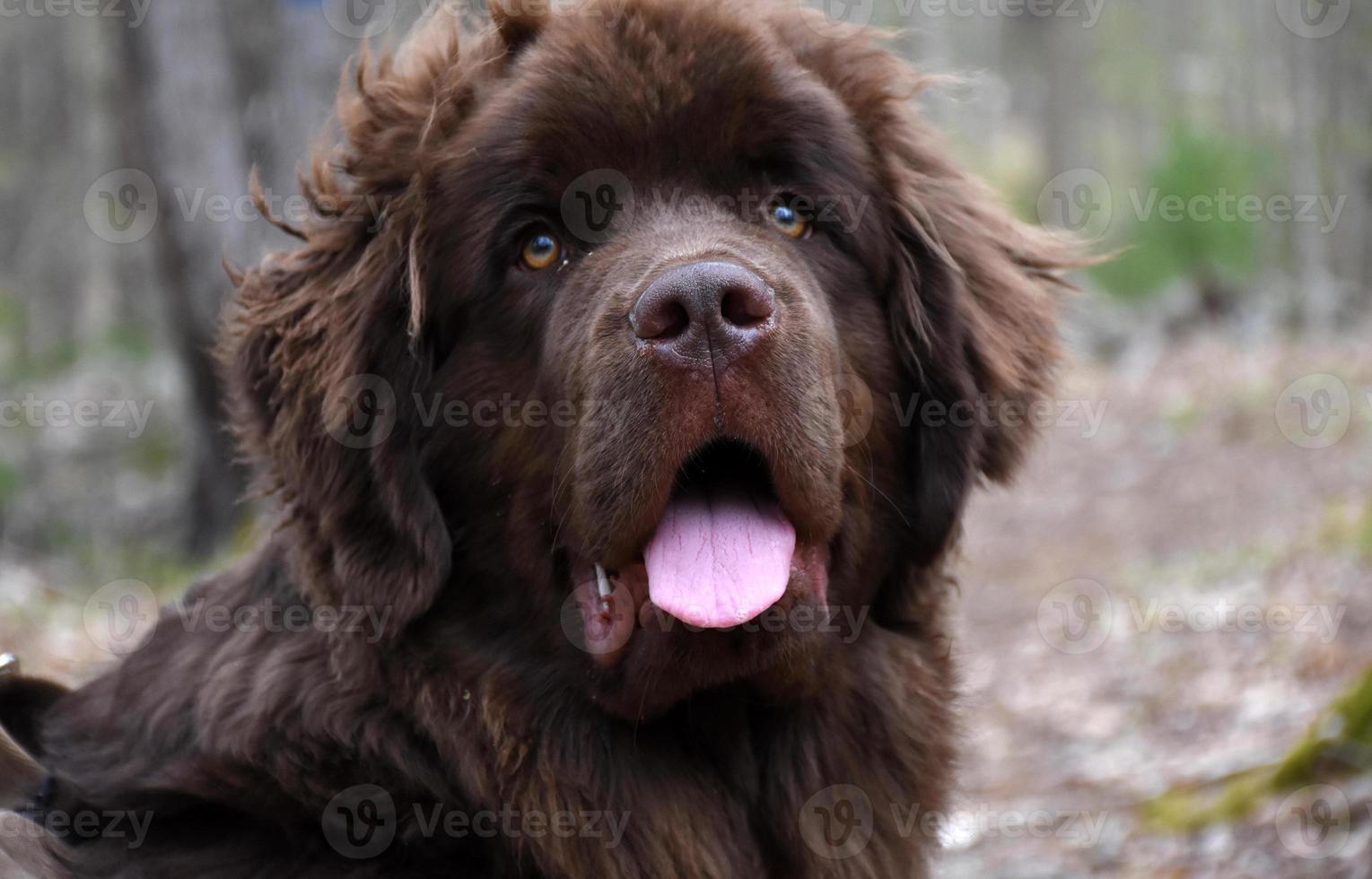 bedårande newfoundlandshund på en skogsvandring foto