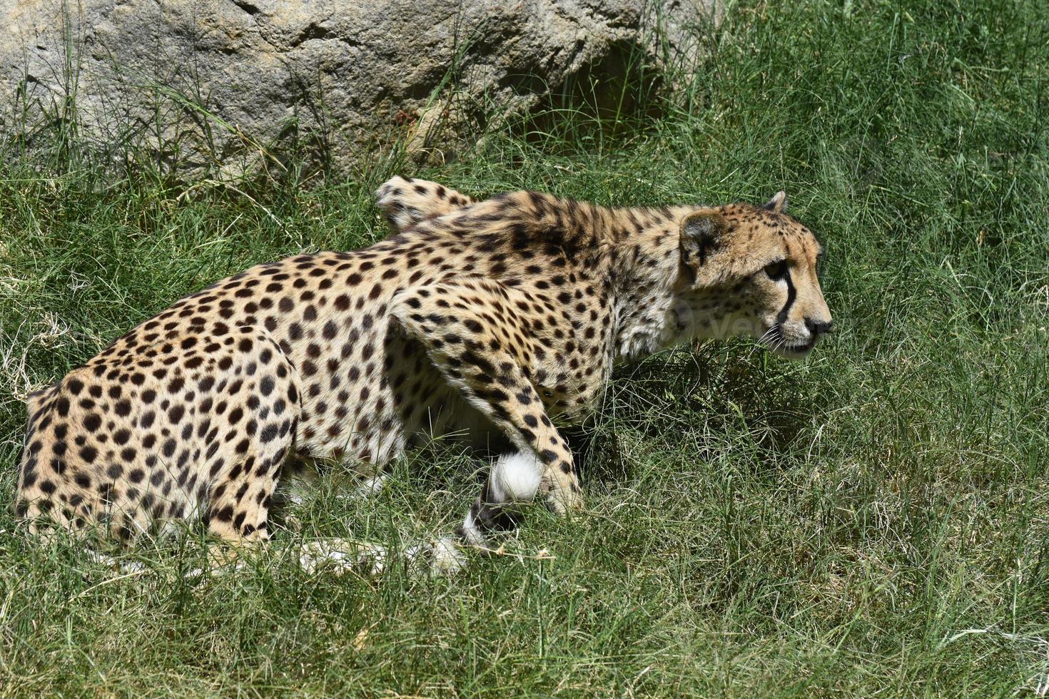 vaksam gepard hukade i det höga gröna gräset foto
