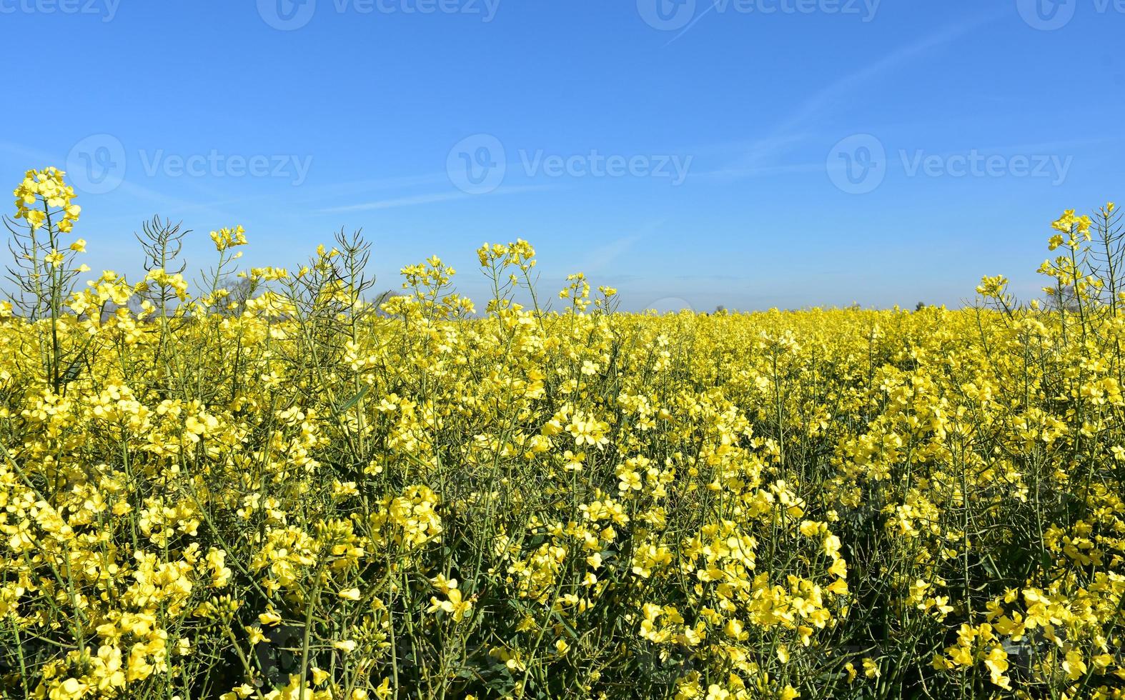 vackert blommande fält av blommande gula rapsfrö foto